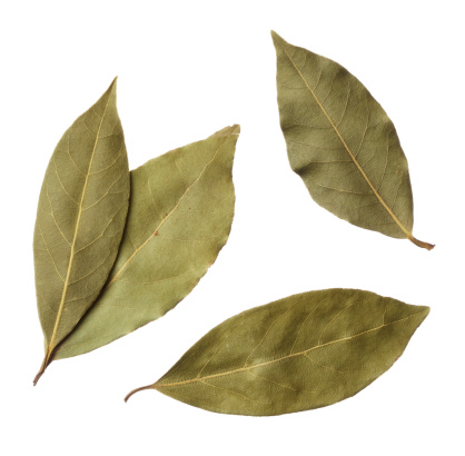 bay leaves background isolated leaf tree