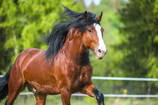 bay vladimir heavy draft horse runs gallop on the meadow - paard paardachtigen stockfoto's en -beelden