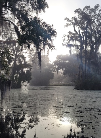 Moss covered lagoon on a foggy morning in City Park, New Orleans