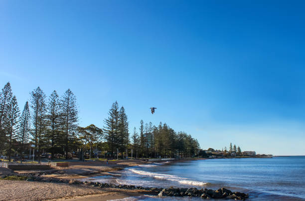 Beach at Redcliffe Queensland as the tide comes in with tall trees and a seagull flying toward shore in a very blue sky stock photo