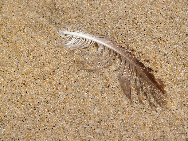 Beach Closeup of Wet Gull Feather in Sand stock photo