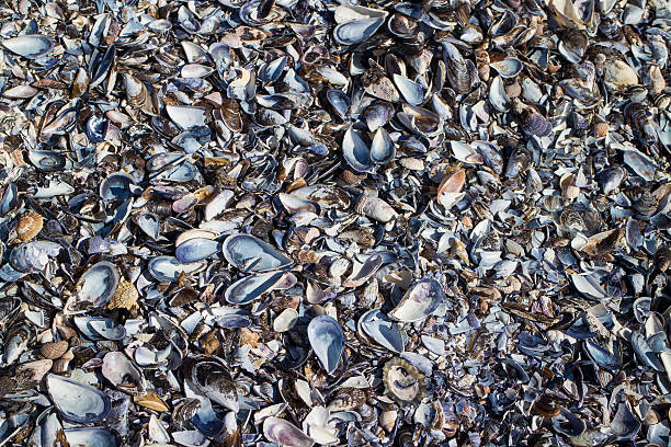 Beach covered in seashells stock photo