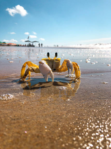Beach Crab A crab frolics in the water's edge crabbing stock pictures, royalty-free photos & images