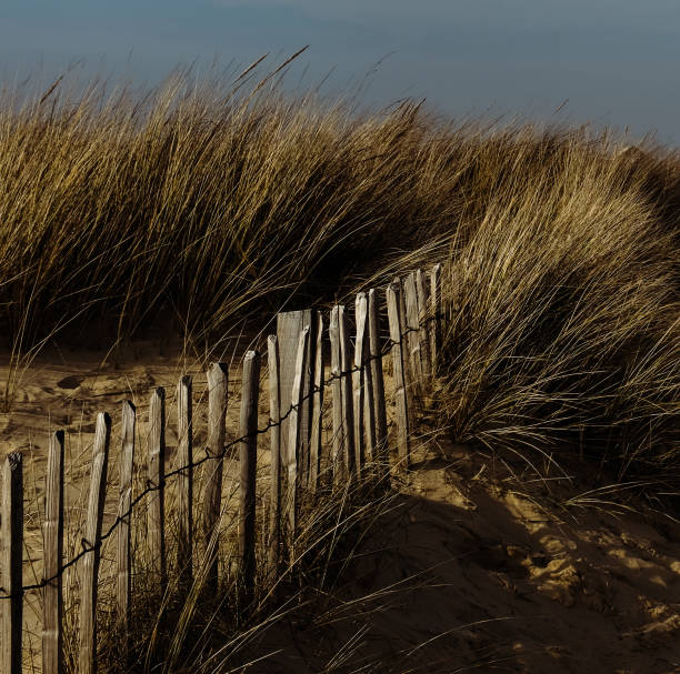 Beach dune grass with wooden fence stock photo