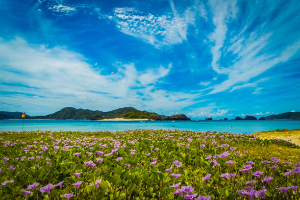 Beach morning glory at Zamami Island, Okinawa, Japan stock photo