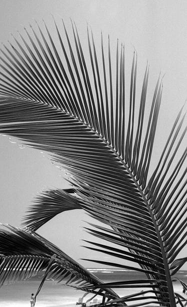 Beach Palms stock photo