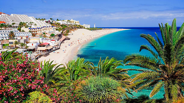 Beach Playa de Morro Jable on Fuerteventura, Spain. The beach Playa de Morro Jable with green palms, view on the town and the Atlantic coast. Location the Canary island Fuerteventura, Spain. canary islands stock pictures, royalty-free photos & images