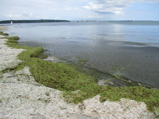 Beach pollution - Yellowish green algae Beach pollution - Yellowish-green algae green algae stock pictures, royalty-free photos & images