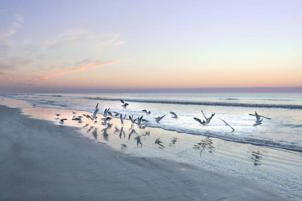 Beach Scene at Sunrise with feeding Seagulls-Hilton Head, South Carolina stock photo