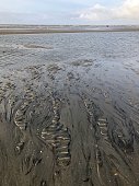 istock Beach scene during low tide in Sankt Peter-Ording in Schleswig-Holstein 1364560106