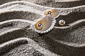 istock Beach Seashells in the Sand with Pearl 1367255453