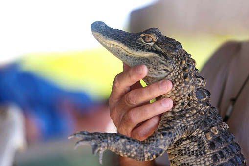 American Alligator Emerging from Florida Swamp