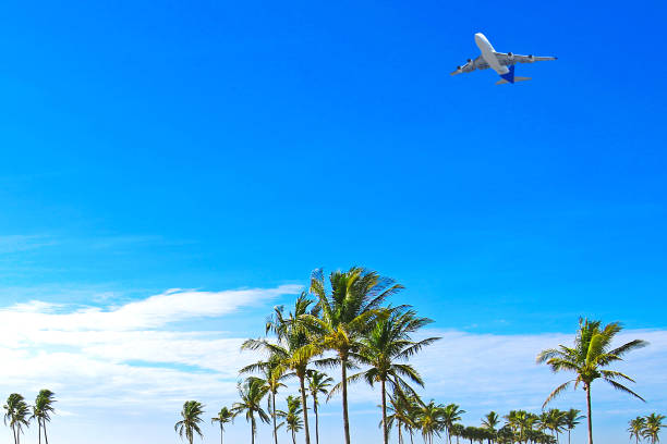 Beach Vacation Destination Florida pretty palm trees with airplane copy space naples florida beach photos stock pictures, royalty-free photos & images