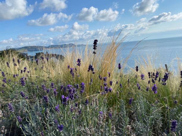 Beach view lavender and grass foreground. stock photo