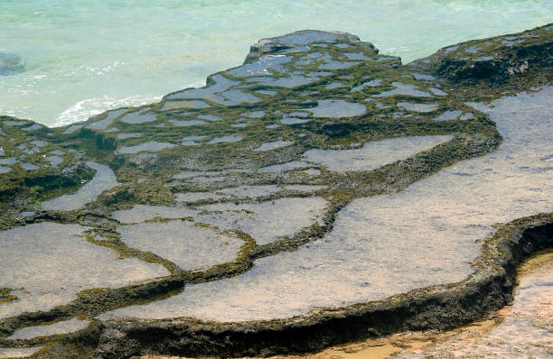 spiagge - piscine naturali a praia leao dell'isola di noronha - brasile - leao foto e immagini stock