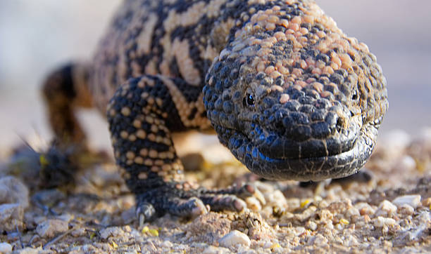Beady eyed Gila Monster staring straight at you. A closeup frontal view of a Gila Monster crossing rocky ground. The face and mouth are clear, but the rest of the body fades away into a gray background. Taken in Sabino Canyon, Tucson, AZ. gila monster photos stock pictures, royalty-free photos & images