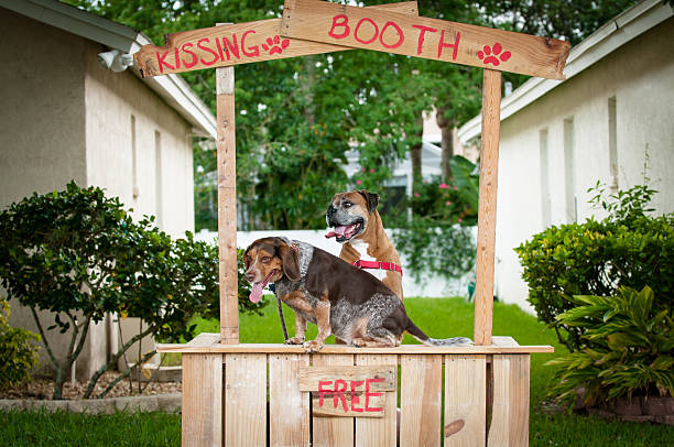Beagle and Boxer dogs in a kissing booth stock photo
