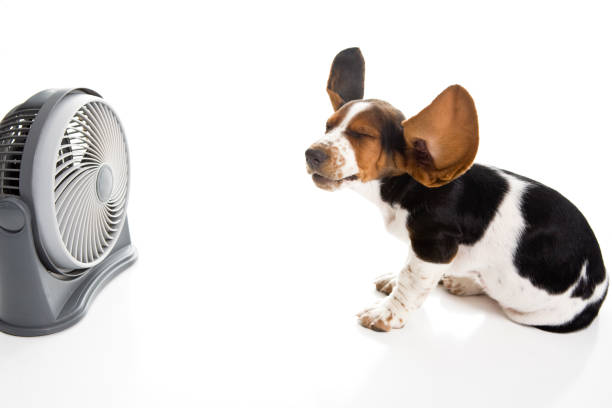 Beagle and Fan with Blowing Ears stock photo