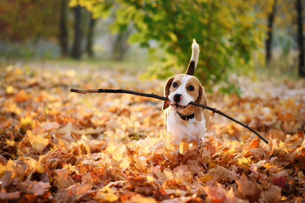 Beagle dog enjoying autumn outdoors Cute beagle dog with stick in mouth against beautiful autumn nature background beagle puppies stock pictures, royalty-free photos & images