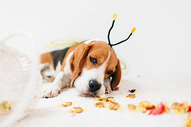 perro beagle en un disfraz de abeja - candy canes fotografías e imágenes de stock