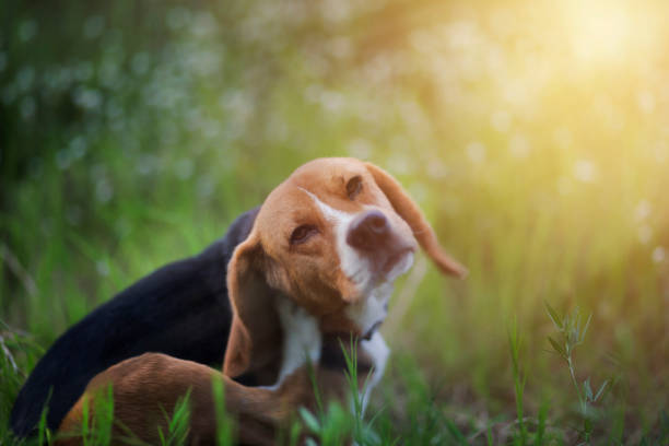 2,272 Itchy Dog Stock Photos, Pictures & Royalty-Free Images - iStock
