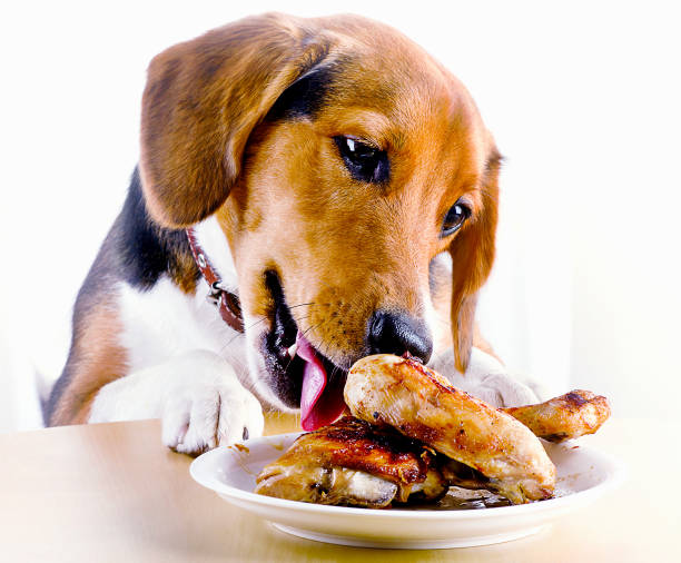 chó ăn thịt gà