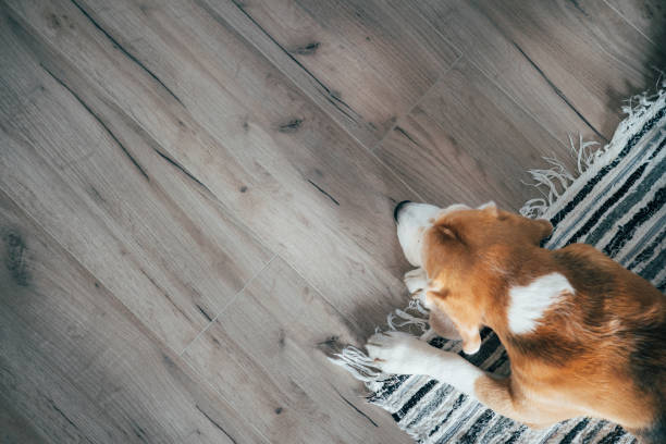 perro beagle durmiendo pacíficamente en alfombra de rayas en piso laminado. mascotas en imagen acogedora casa vista superior. - piso de tablones fotografías e imágenes de stock
