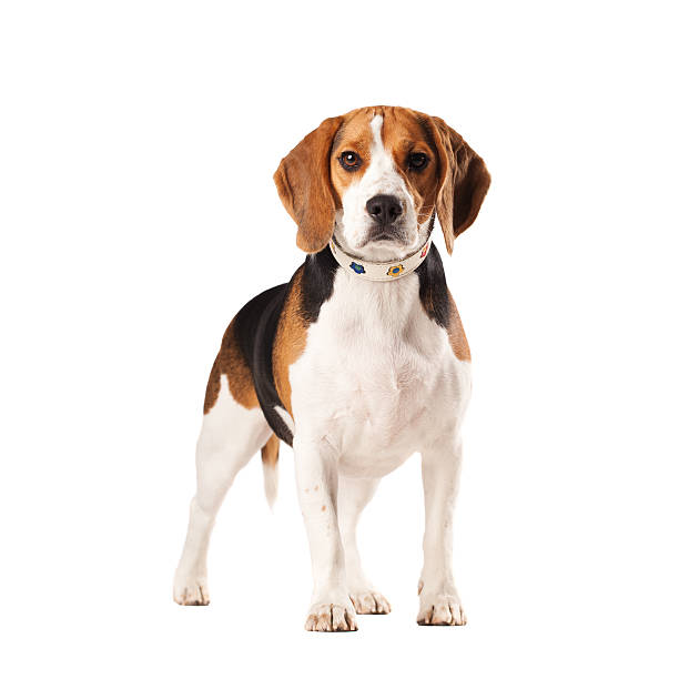 beagle-hund - marko skrbic stock-fotos und bilder