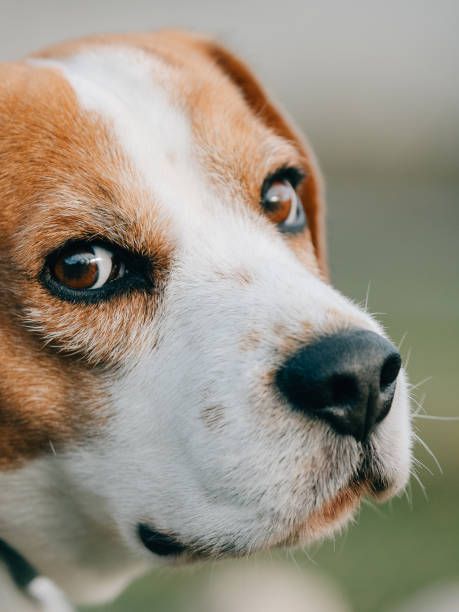 Beagle dog portrait. Cute dog outdoor. stock photo