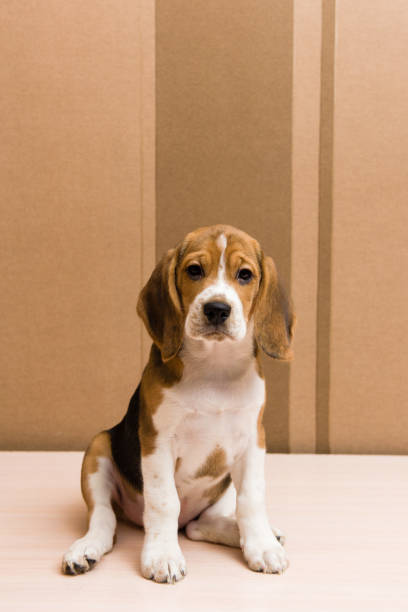 Room Full Of Puppies Stock Photos Pictures Royalty Free