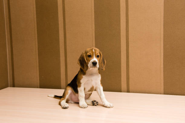 Room Full Of Puppies Stock Photos Pictures Royalty Free