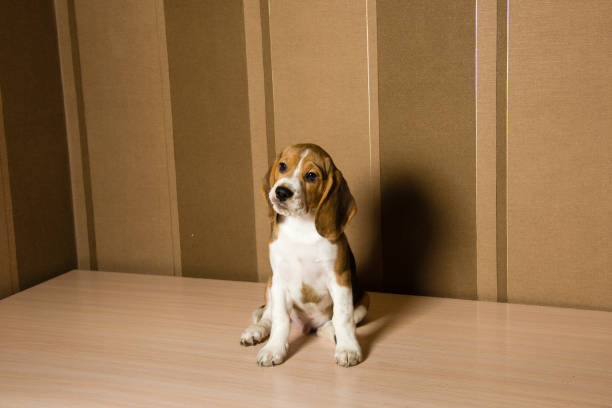Room Full Of Puppies Stock Photos Pictures Royalty Free