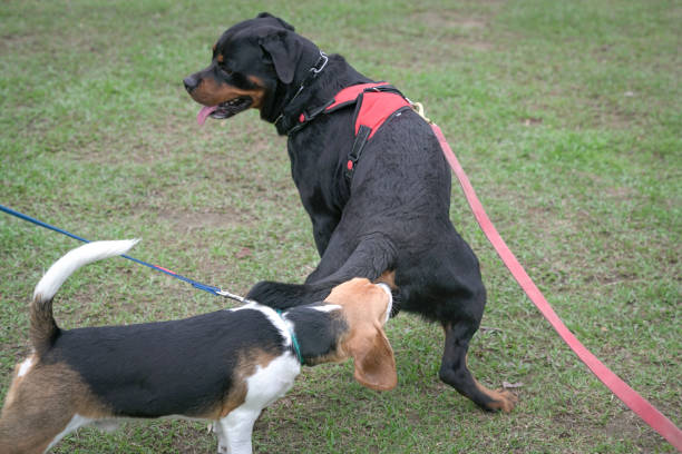 Beagle dog sniffing Rottweiler butt rear end. stock photo