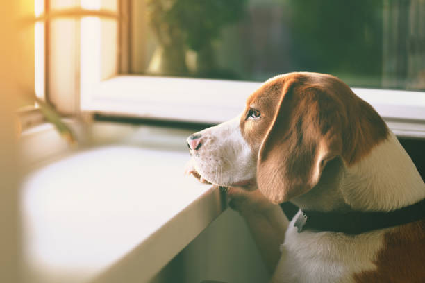 Beagle dog waiting Cute Beagle dog looking out an open window waiting for his owner beagle puppies stock pictures, royalty-free photos & images