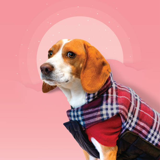 Beagle portrait stock photo