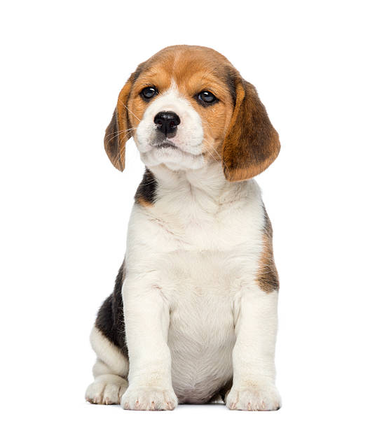 Beagle Puppy, 2 months old, sitting, isolated on white Beagle Puppy, 2 months old, sitting, isolated on white beagle puppies stock pictures, royalty-free photos & images
