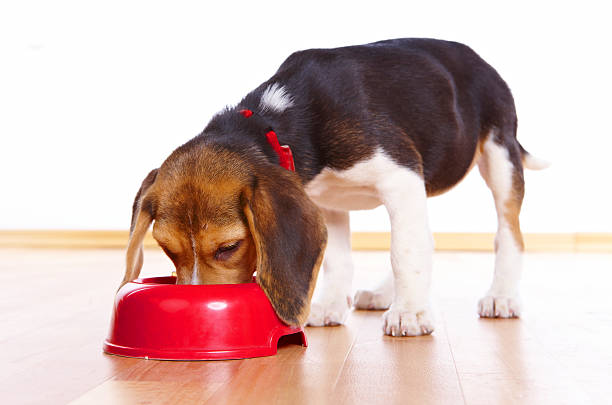 A beagle puppy enjoying it's food in a nice red bowl Cute beagle puppy eating from a dish beagle puppies stock pictures, royalty-free photos & images
