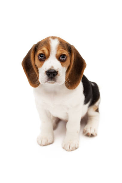 Beagle puppy isolated on white background Beagle puppy looking at camera isolated on white background beagle puppies stock pictures, royalty-free photos & images