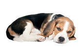 Beagle puppy lying on a white background.