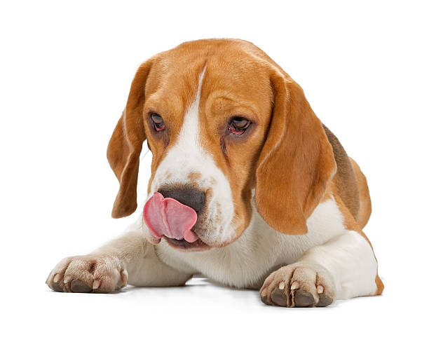 Beagle puppy Hungry Beagle puppy isolated on white background. Front view, lying down, licking. animal tongue stock pictures, royalty-free photos & images