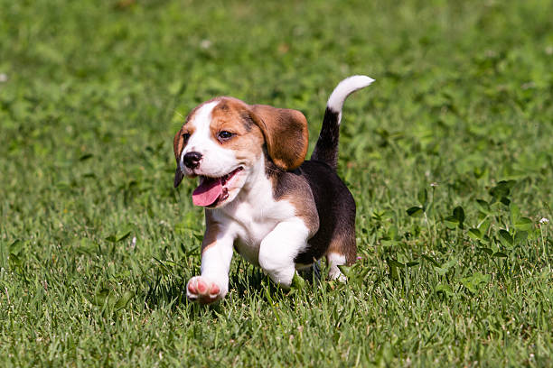 beagle puppy running stock photo
