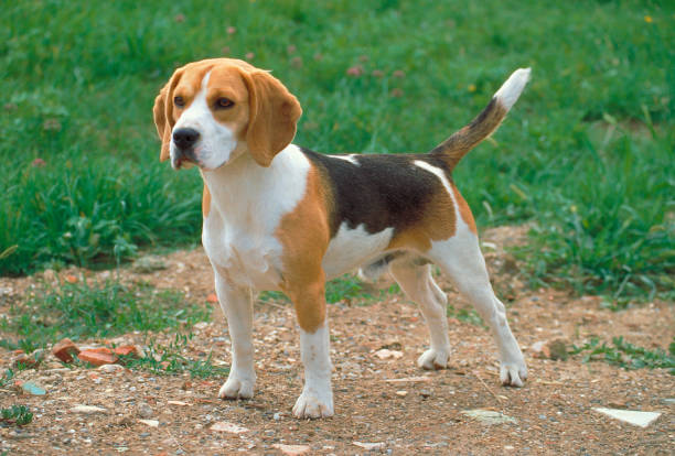 Beagle puppy standing in a meadow stock photo