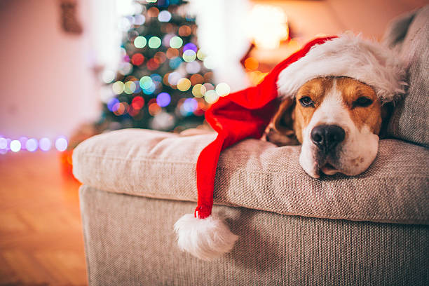Beagle Santa Beagle Santa happy new year dog stock pictures, royalty-free photos & images