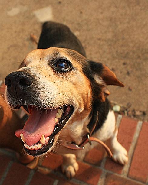 Beagle Smile stock photo