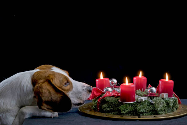 Beagle wait for christmas stock photo