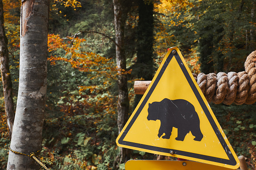 Bear caution yellow sign at autumn forest background. Wild animal danger concept