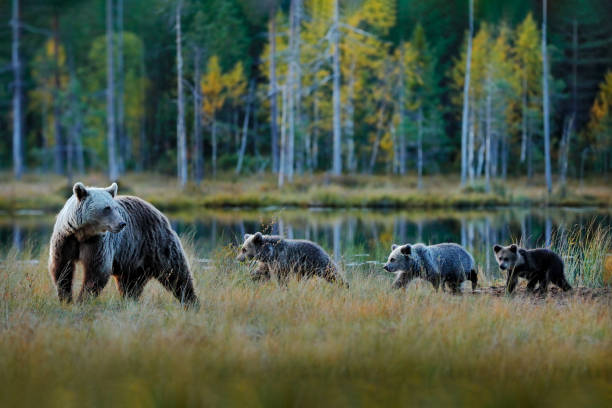 Bear family in taiga. Three brown bear cubs with mother. Beautiful animals hidden in forest lake. Dangerous animals in nature forest and meadow habitat. Wildlife scene from Finland, Europe. stock photo