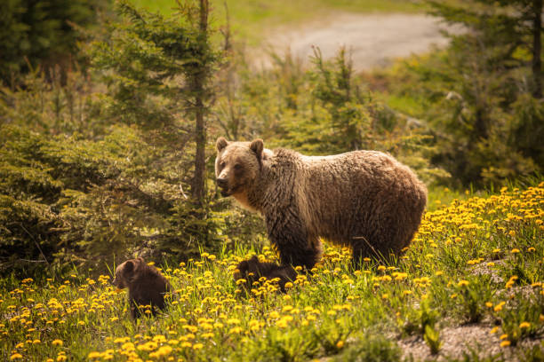 Bear in Jasper National Park in Canada stock photo