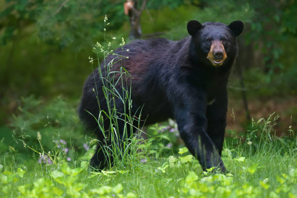 Bear in tall grass stock photo