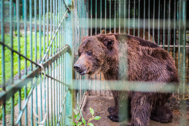 bear on cage bear on cage animals in captivity stock pictures, royalty-free photos & images